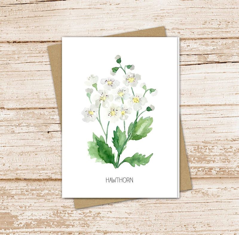 hawthorn card set .  watercolor flowers . may birth month . floral note cards . botanical nature garden . blank cards, folded stationery