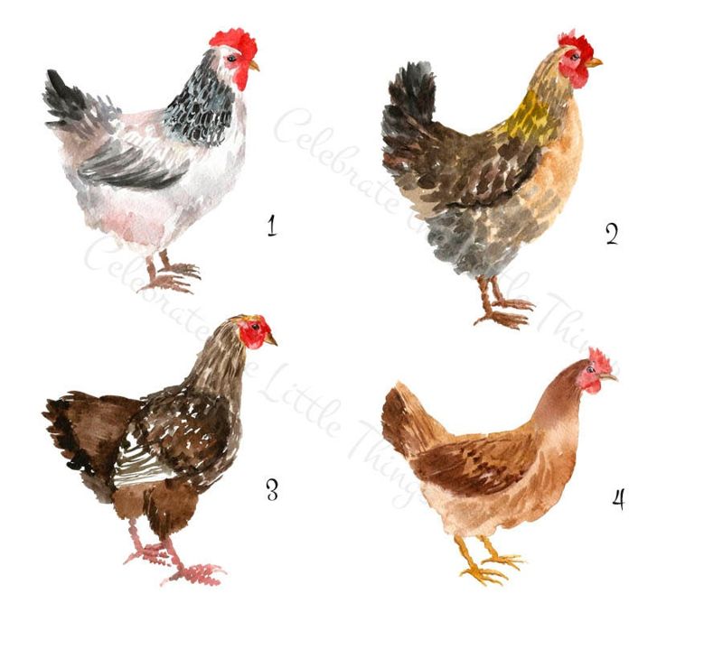 personalized notepad . CHICKEN notepad . watercolor chickens note pad . farm . personalized stationery stationary