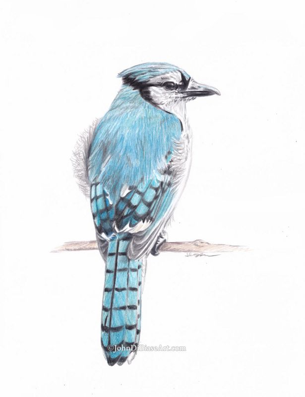 Blue Jay Bird Realistic Colored Pencil Drawing Print (8.5 x 11)