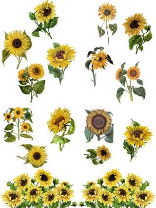 Sunflower transfer, Rub on transfer, furniture transfer, Belles and Whistles, Dixie Belle Transfers